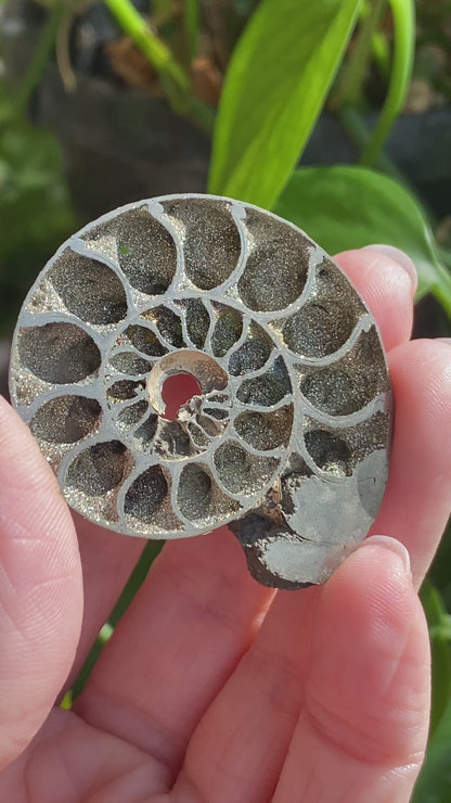 Pyritized Ammonite Fossil, Russia