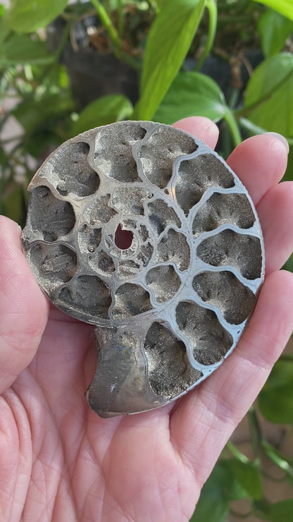 Pyritized Ammonite Fossil, Russia