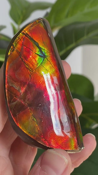 Red Ammolite Fossil, AAA Edge Cut