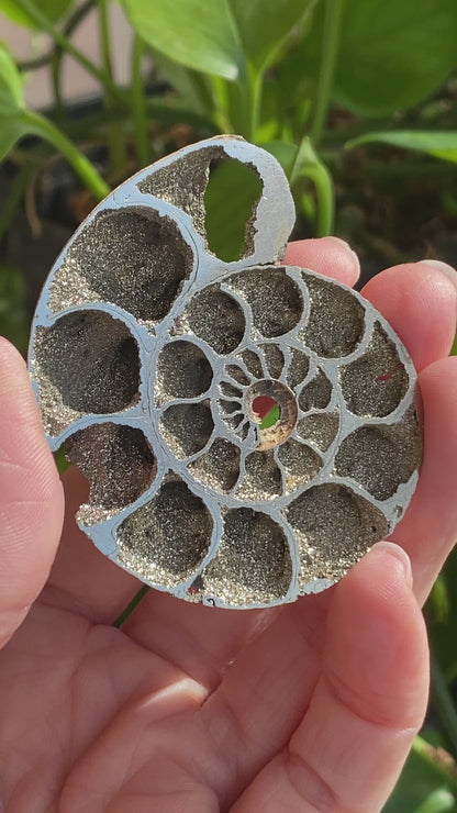 Pyritized Ammonite Fossil, Russia