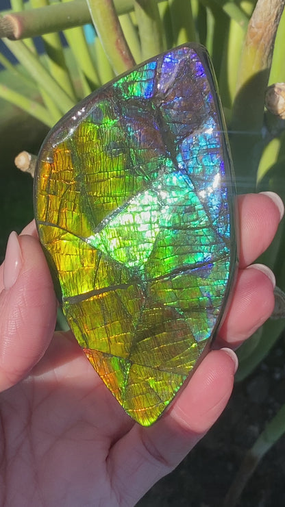 Ammolite Palm Stone