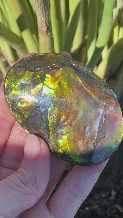 Ammolite Palm Stone