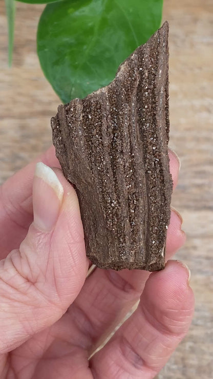 Crystalized Wood Fossil, Germany