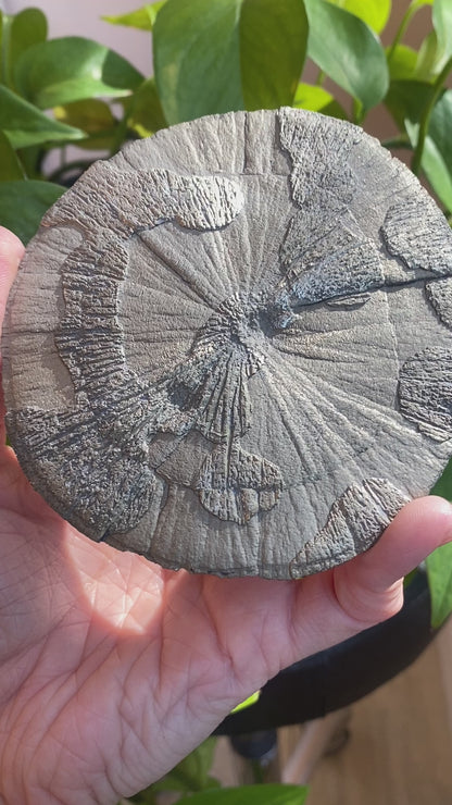 Pyrite Sun, Illinois