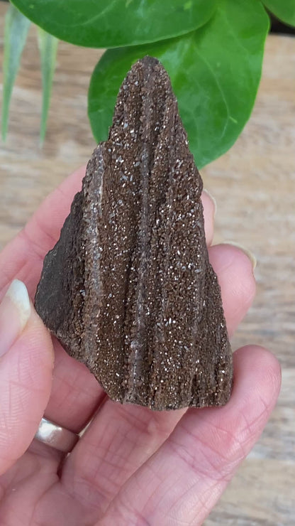 Crystalized Wood Fossil, Germany