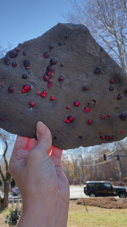 Stunning XL Garnet in Graphite Specimen from Massachusetts, Single Mine Material