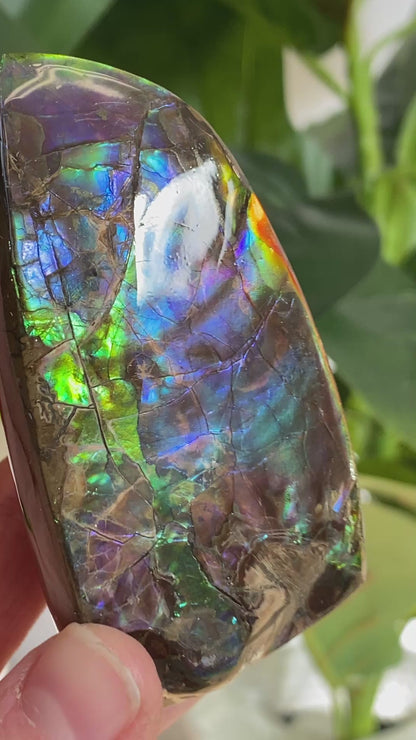 Rainbow Ammolite Fossil, AAA Paintbrush