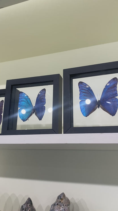 Blue Morpho Butterfly, Framed, Morpho Marcus Adonis