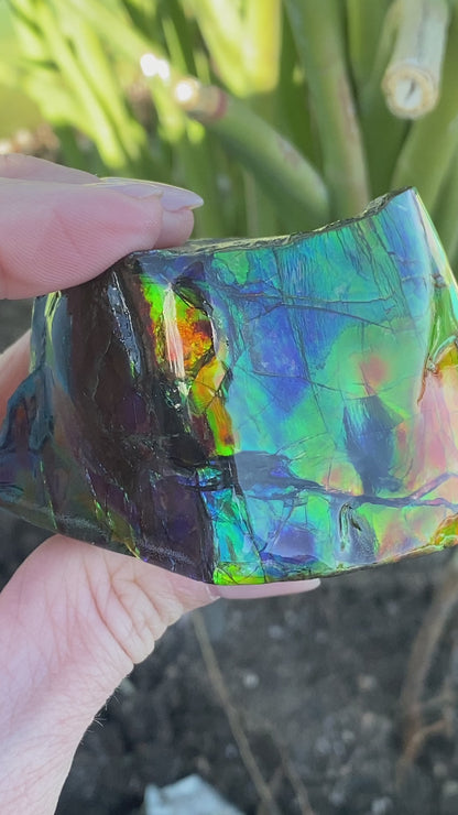 Ammolite Freeform