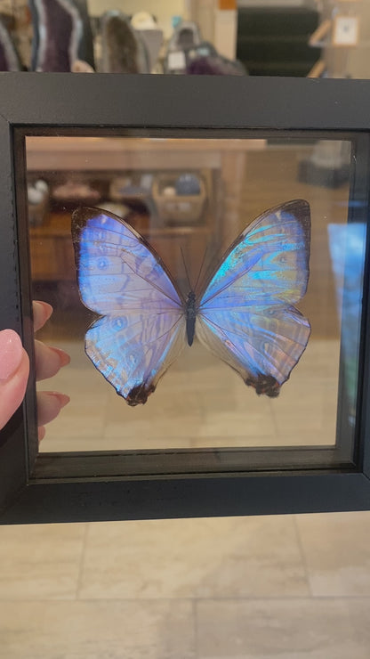 Iridescent Morpho Butterfly, Framed, Morpho Sulkowski