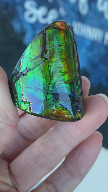 Ammolite Freeform