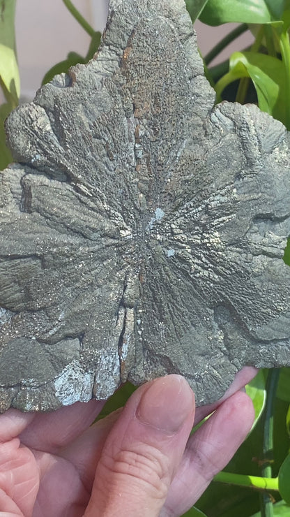 Pyrite Sun, Illinois