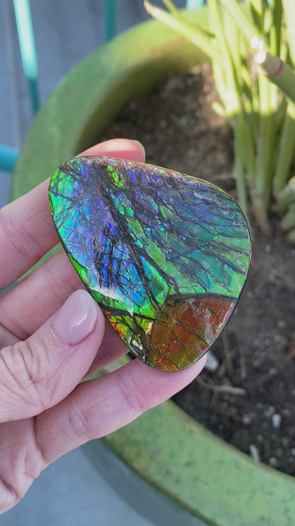 Ammolite Palm Stone