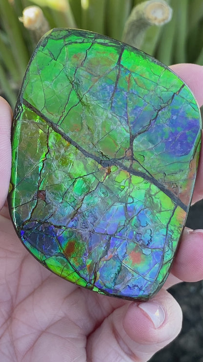 Ammolite Palm Stone