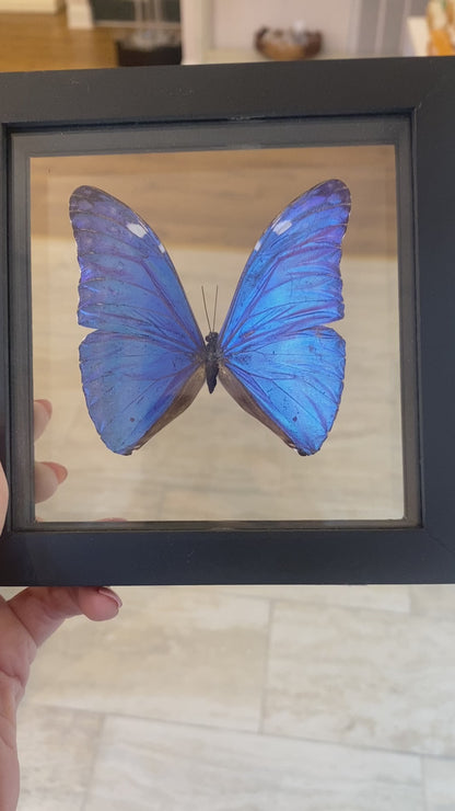 Blue Morpho Butterfly, Framed, Morpho Marcus Adonis