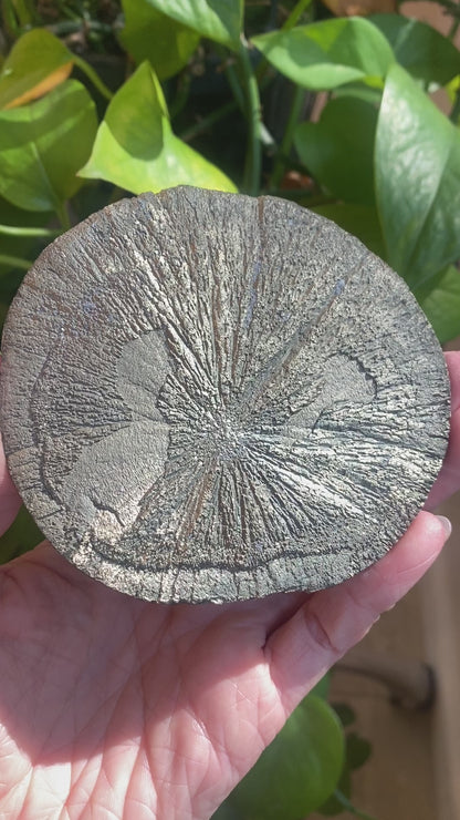 Pyrite Sun, Illinois