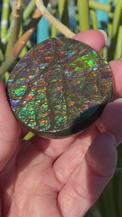 Ammolite Palm Stone