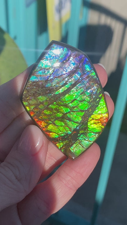 Ammolite Palm Stone