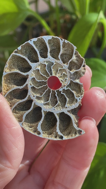 Pyritized Ammonite Fossil, Russia