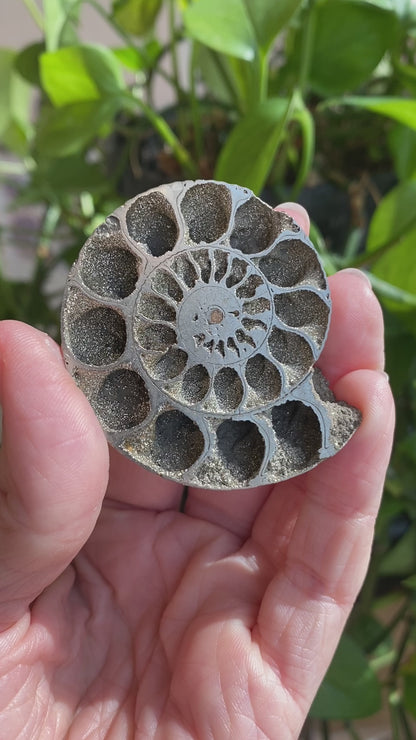 Pyritized Ammonite Fossil, Russia