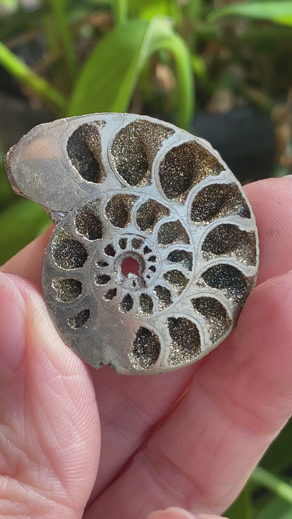 Pyritized Ammonite Fossil, Russia