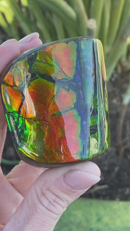 Ammolite Freeform