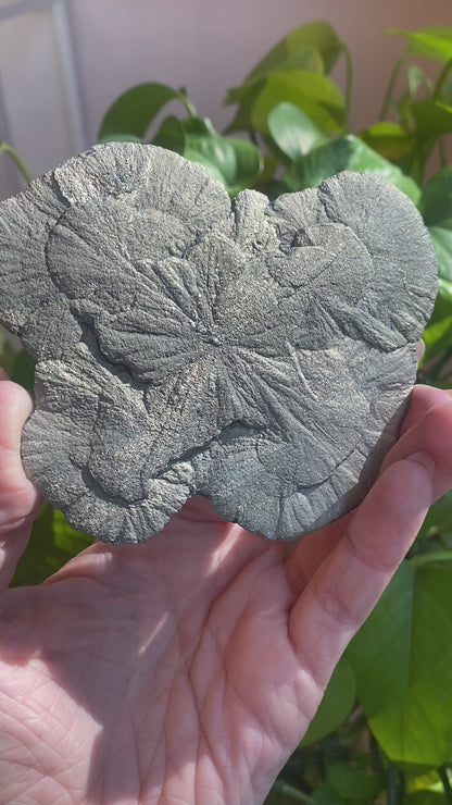 Pyrite Sun, Illinois