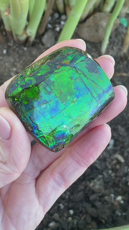 Ammolite Palm Stone