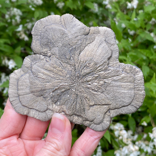 Pyrite Sun