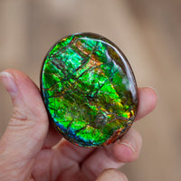 Ammolite Specimen