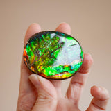 Ammolite Specimen