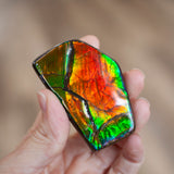 Ammolite Specimen