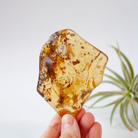 Copal Amber