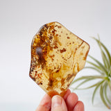 Copal Amber