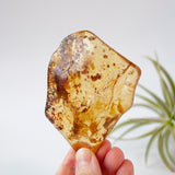 Copal Amber