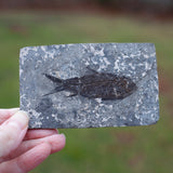Fish Fossil, Jianghan Ichthys