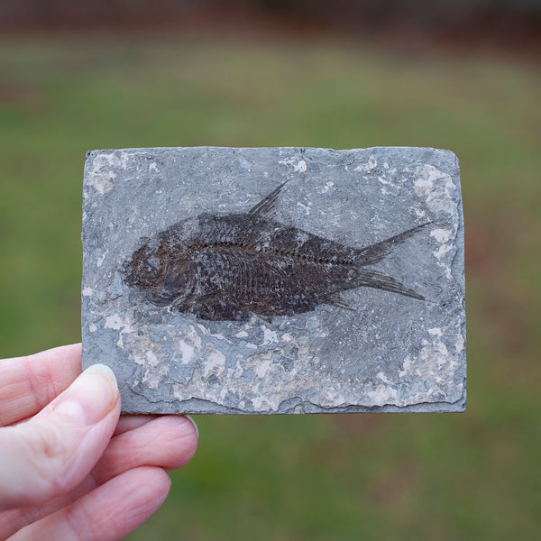 Fish Fossil, Jianghan Ichthys