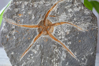 Brittle Starfish Fossil from Morocco