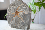Brittle Starfish Fossil from Morocco