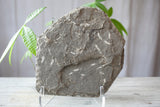 Brittle Starfish Fossil from Morocco